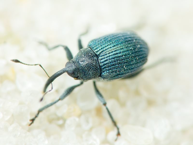 Ceutorhynchus erysimi (Fabricius, 1787)